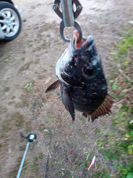 本日チヌ(クロダイ)釣れました